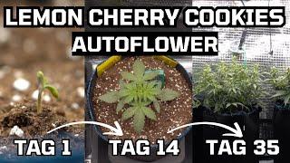 Wie ich Cannabis Pflanzen anbau – Training Autoflower - Lemon Cherry Cookies Auto Fastbuds