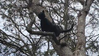 ‍⬛The Adventures of Mish Mish | Call the fire department, we got a fat cat stuck in the tree....