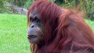 Orangutan Observation Video