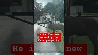 He is the new security in this property #viralvideo #friendship