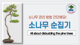 소나무 순집기 All about disbudding the pine trees