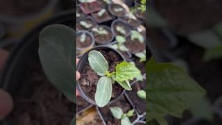 4 Week seedlings #luffa #loofah #mướp #healthyplants #greenhouse #gardener