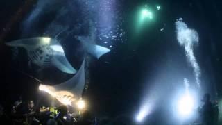 Kona Manta Ray Night Dive