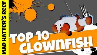 Top 10 Clownfish