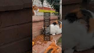 Whisker Wisdom Uncovering the Amazing Hearing Abilities of CatsAs any cat lover knows...