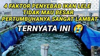 4 Faktor penyebab ikan lele Gak mau besar !!! Dan pertumbuhan nya sangat lambat 