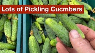 A Better Way To Grow Pickling Cucumbers