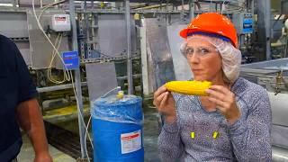 How Sweet Corn Is Processed | Washington Grown