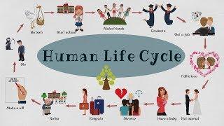 Human Life Cycle Vocabulary | Human Life Cycle in Less Than 3 Minutes