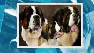 Sint Bernard Pups Te Koop