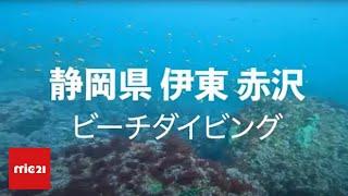 【ツアー】静岡 伊東 赤沢 ビーチ ダイビング mic21