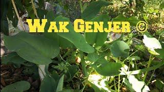 Wak Genjer © Inilah Asal Nama