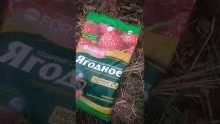 Удобрение для клубники.Чем подкормить клубнику весной #Shorts​