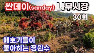 [싼데이 나무시장] 30회,  인기 정원수 독특하게 만들어 보았습니다.