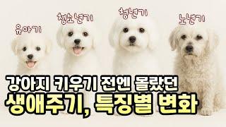 강아지 생애주기별 변화 무조건 알아야 하는 이유| 강아지를 키우면서 벌어졌던 일들