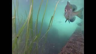 Rock Bass and Bluegill Under Dock