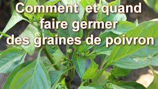 Semer et planter Poivron et Piment : Quand et Comment. Comment faire germer des Graines de Poivron