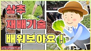 상추 재배기술