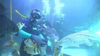 Kemah Texas Aquarium restraunt dive