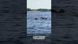 Наши щенки обожают плавать, играть и тренироваться в воде...
