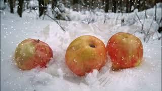 Яблоки на снегу  -  Михаил Муромов