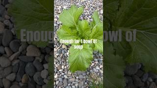 It’s not weeds #mustard #veggies #organicvegetablegardening #gardening ￼