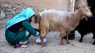 Village life Afghanistan | Rural life in jaghori AFG | Milking goats and sheep | SOYEE