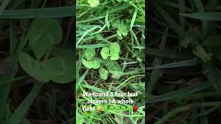 Exciting news! We Found 5 Four-Leaf Clovers! 
