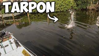 TARPON FISHING RESIDENTIAL CANALS WITH LIVE MULLET!