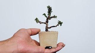 [ENG SUB] 석화회 미니분재(소품분재) 만들기 (making mini sekka hinoki Bonsai)