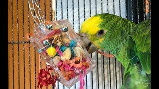 Affordable Foraging Toy for your Parrot