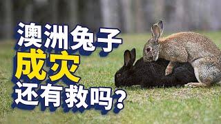 吃能解决兔子泛滥问题吗：解析澳大利亚人与兔子的战争【大正与老程】