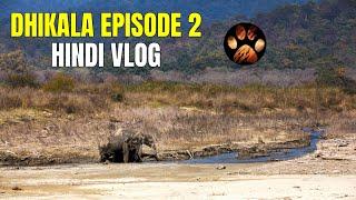 Baagh Ke Shikaar Tak Pahonchaya Jackal Ne | Discover Wild Paws Hindi Jim Corbett Series 4K