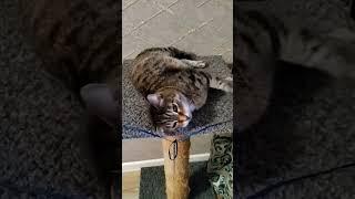 #пятница #котики #простой #полосатый