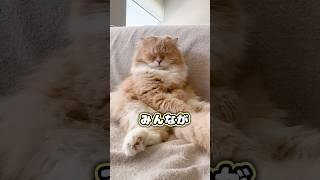 ほら見て〜猫だね～ #shorts #猫 #cat