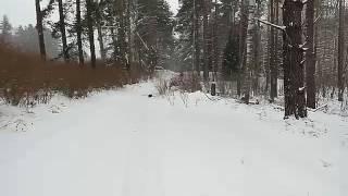 Дикий бобр в зимнем лесу. В мире животных. Wild beaver in winter forest. Animal world.