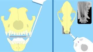 iM3 X-Ray Positioning Kit (How to use)