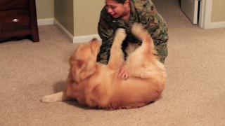 Adorable Golden Retriever Welcomes Marine Home