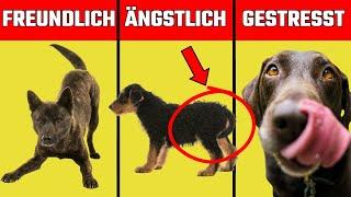 Hör auf, deinen Hund falsch zu verstehen! Der ultimative Leitfaden zur Hundekörpersprache