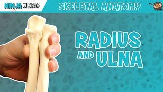 Radius and Ulna Anatomy