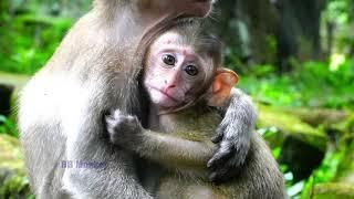 The Raw Video Of Baby Candy Monkey's Life in The Forest Full Compilation