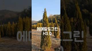  에메랄드그린 H3.0  #가드닝 조경수 강력추천!