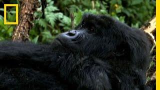 Saving the Mountain Gorillas | National Geographic