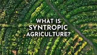 Syntropic Agriculture & How It Can Transform the Future of Farming | Joshua Sparkes