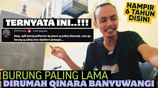 HAMPIR 6 TAHUN ‼️ TERNYATA INI ⁉️ BURUNG PALING LAMA DIRUMAH QINARA BANYUWANGI