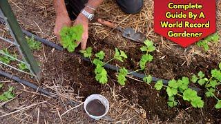 Watch This Before Planting Celery! World Record Gardener Explains How To Grow Celery Organically!