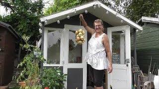 Storing My Produce: Onions - harvesting, curing (drying) and stringing