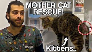 Yaralı Anne Kediyi Kurtarmak! ( Bebeklere Ne Olacak?)