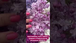Красивейшие сорта сирени в продаже в питомнике ПОИСК. Сирень Колесникова купить
