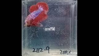 (2112-9)MIT betta fish hmpk 鬥魚品種 短鰭半月 大理石